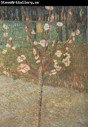 Vincent Van Gogh Almond Tree in Blossom (nn04)